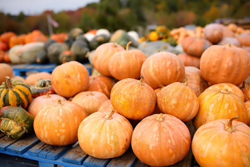 Giant heap of fresh large healthy bio pumpkins on agricultural farm at autumn.