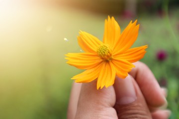 Flower on hand such as mexican sunflower, cosmos and portulaca flower