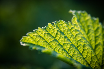 Green leaf of currant with streaks a close up
