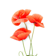 Beautiful red poppy flowers on white background