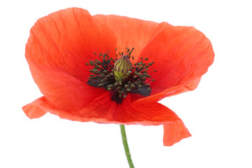 Beautiful red poppy flower on white background, closeup