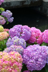 Obraz premium 水路沿いの紫陽花（高知市春野町）
