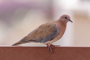 Red turtle dove sitting on a farm fence and looking into the camera.