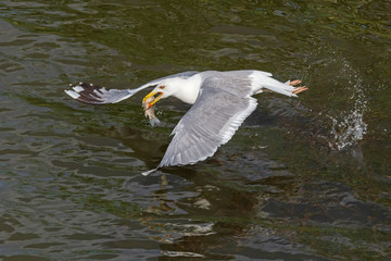 close up of gull catching fish in river