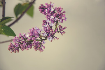 spring twig of blooming purple lilac with green leaves