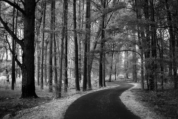 Black and white image of a path winding through a forest at Yarralumla, Canberra ACT