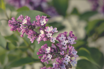spring twig of blooming purple lilac with green leaves