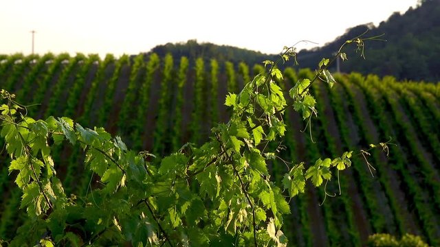 sunset organic vineyards Pignoletto from Bolognese Hill, Bologna - Emilia Romagna ITALY