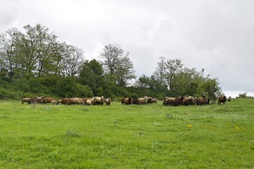 lambs on grazing on the green meadows