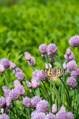 Close up of the flowers of some Chives and orange butterfly in the garden. Allium schoenoprasum