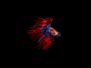 Action and movement of Thai fighting fish on a black background