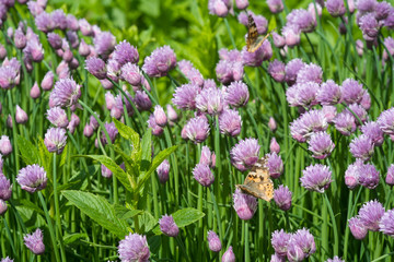Obraz premium Close up of the flowers of some Chives and orange butterfly in the garden. Allium schoenoprasum