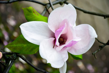 Opened magnolia flower in the garden