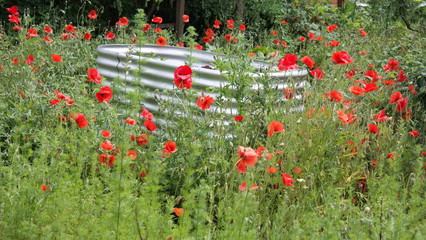 Mohnblumenwiese mit einem Hochbeet