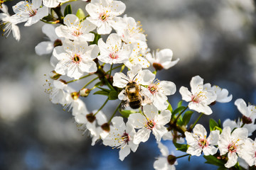 Naklejka premium Bee on a flowering tree