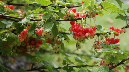 Johannisbeeren rot und grün, nocht nicht reif