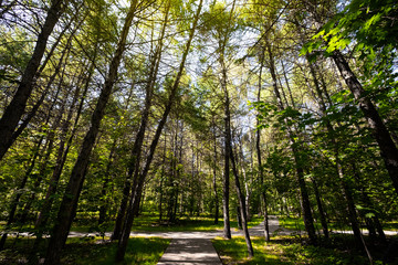 Bottom view of the trees in the park. Sunlight breaks through the leaves of trees