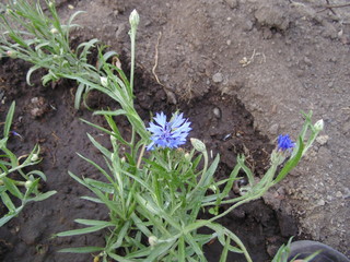 flowers in the garden