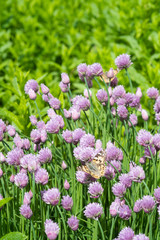 Close up of the flowers of some Chives and orange butterfly in the garden. Allium schoenoprasum