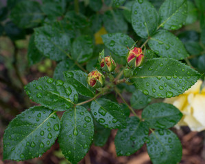 Gelbe Zuchtrosen in der Blüte wehen im Wind