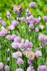 Close up of the flowers of some Chives and orange butterfly in the garden. Allium schoenoprasum