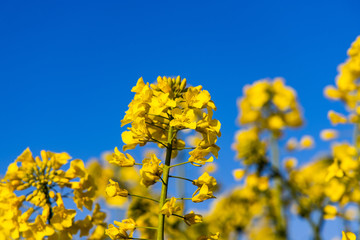 calm minimalistic yellow spring rape field against a blue cloudless idyllic sky - obrazy, fototapety, plakaty