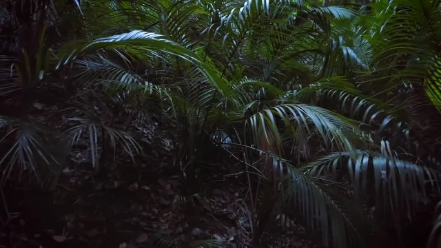 New Zealand rich dense native forest interior