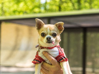 Portrait of a little chihuahua tongue hanging out