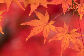 赤く色づいた紅葉の葉