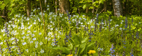 Panoramic woodland landscape - forest flowers in the meadow close up