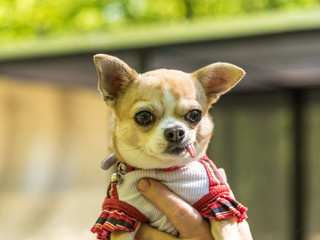 Portrait of a little chihuahua tongue hanging out