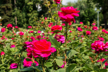 Beautiful rose garden in the summer park