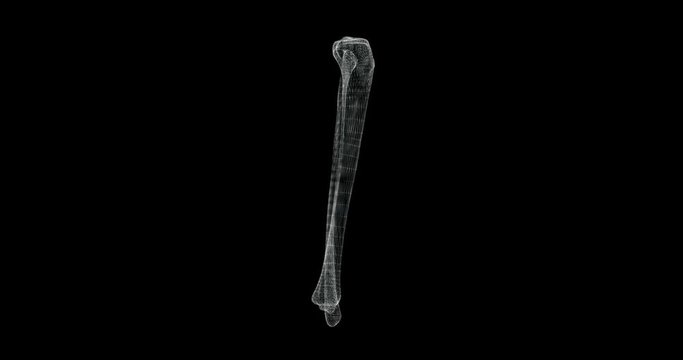 Hologram screen of tibia and fibula bone in the human body - loop