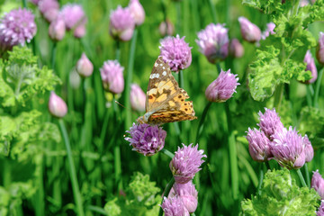 Close up of the flowers of some Chives and orange butterfly in the garden. Allium schoenoprasum