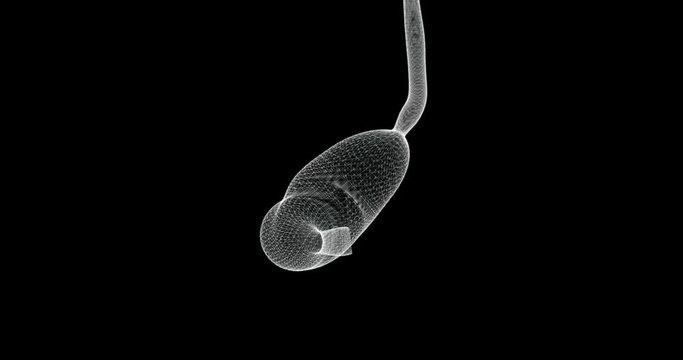 Hologram screen 3d of the stomach in the human digestive system - loop