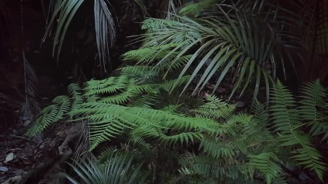 New Zealand rich dense native forest interior