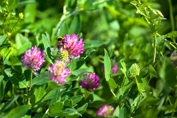 Bumblebee sit on pink clover flower on green grass background closeup, bumble bee pollinating blooming purple clover on sunny day macro, spring or summer season nature, yellow bee eating flower nectar