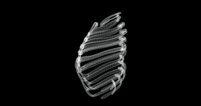 Hologram screen of sternum and ribs in thorax of a human skeleton - loop