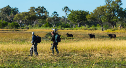 The African buffalo, affalo, nyati, mbogo or Cape buffalo (Syncerus caffer), Okavango Delta,...