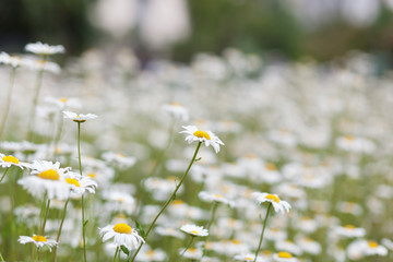 Meadow with green grass and white daisy flowers 