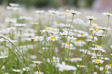 Meadow with green grass and white daisy flowers 