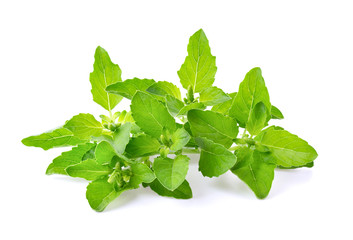 Holy Basil,Ocimum sanctum isolate on white background. full depth of field