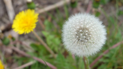Whole white dandelion seeds with a yellow flower in the background.