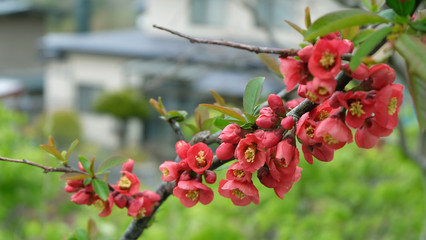 A branch with red plum blossom flowers, with a blurred residential building in the background.