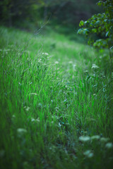 trail in the grass