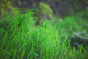 vivid green grass with water drops of dew