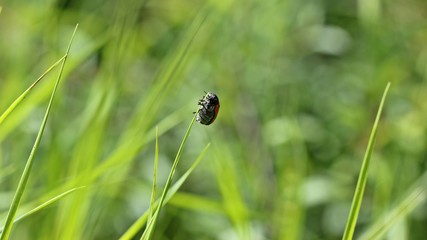 Ameisensackkäfer (Clytra laeviuscula)