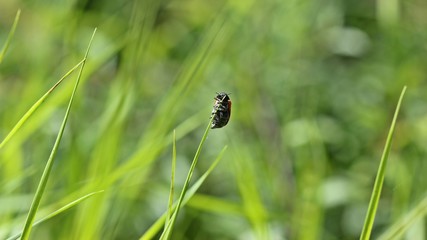 Ameisensackkäfer (Clytra laeviuscula)