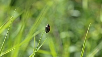Ameisensackkäfer (Clytra laeviuscula)