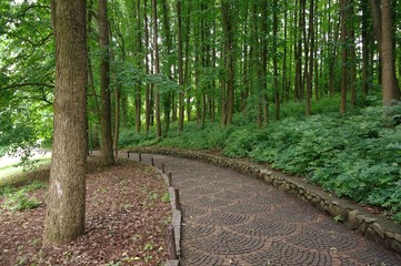 Fototapeta premium Summer landscape, forest